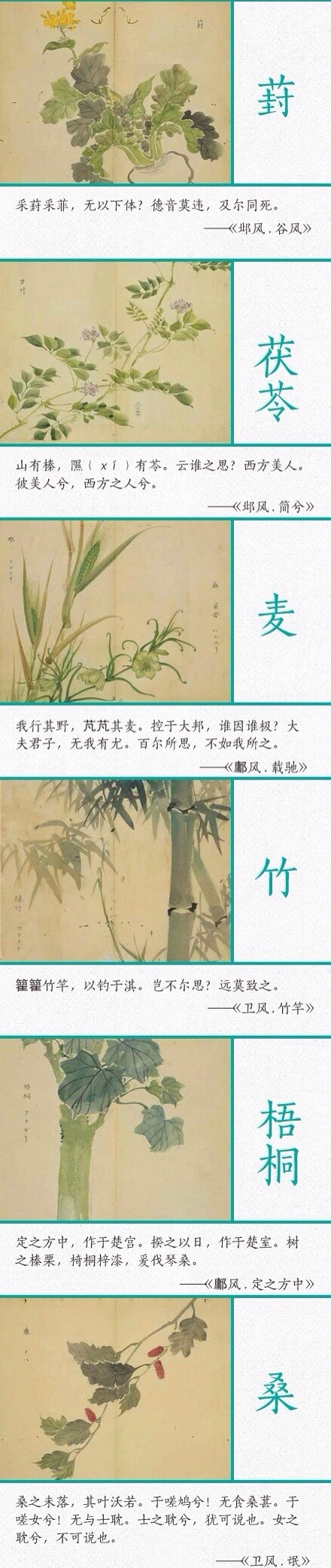 《诗经》里描写植物的优美诗句!