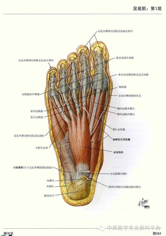 这个下肢解剖图谱,简直完美!