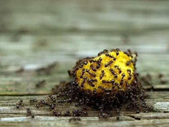 花盆土里有蚂蚁怎么办