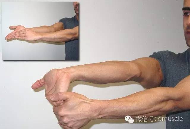 腕部屈肌是腕部伸肌的对抗肌,所以只需要进行和腕伸相反的动作即可.