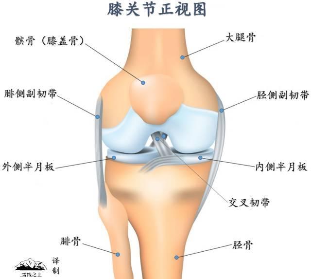 半月板没有了怎么办