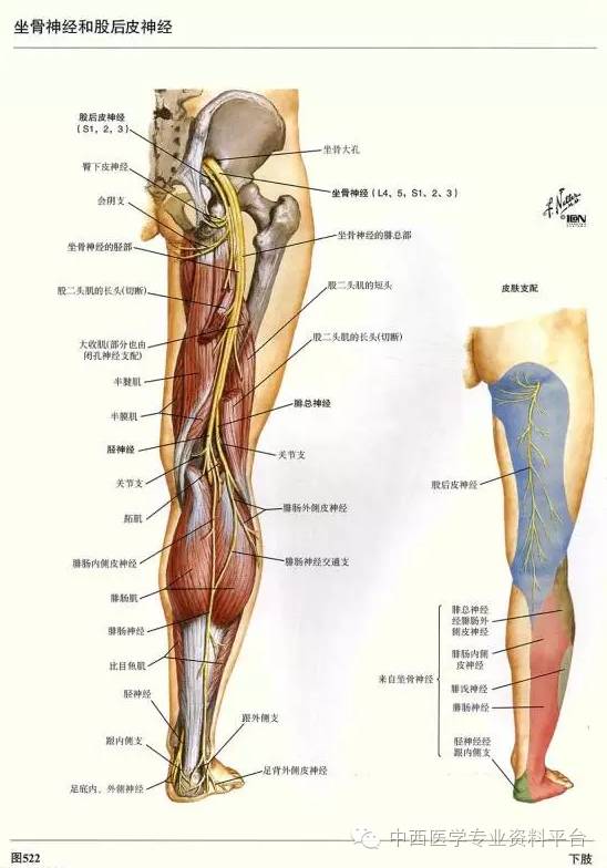 这个下肢解剖图谱简直完美