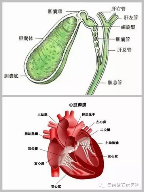 胆囊和心脏作为人体两个重要的内脏器官,其本身就存在着内在的有机