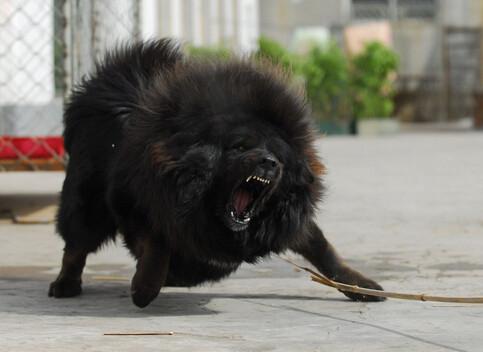 日本土佐犬vs中国藏獒,究竟哪一方能够获胜?