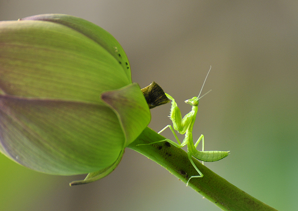 良丰农业:刚孵化的小螳螂怎么养?
