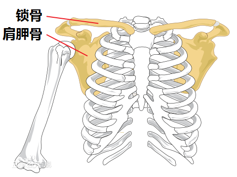 内衣勒的肋骨疼_肋骨外翻图片(2)