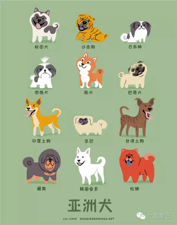 亚洲犬怎能少了我中华田园犬,这可是亚洲第一大帮派呀.