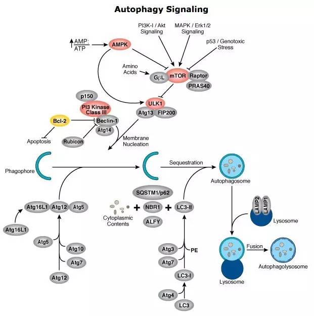 图文并茂5分钟看懂自噬信号通路