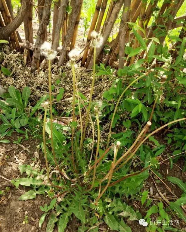 小时候每年的这个季节院子里都晒满了奶奶挖回来的粗壮的野生蒲公英根