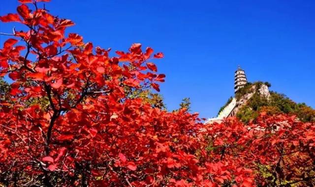 漫山遍野的红叶仿佛在告诉我们,秋天的武当山景色最美的时候!