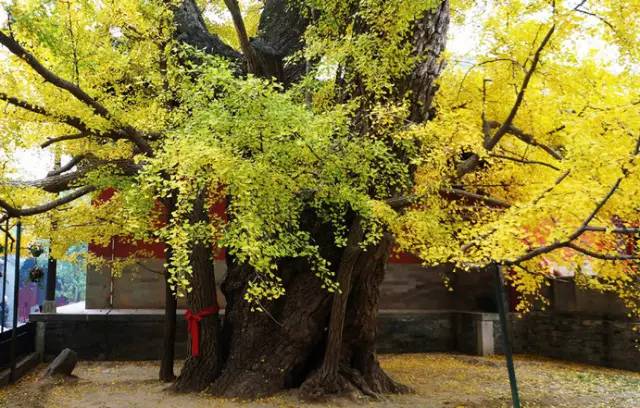 天师洞银杏阁屋后,有一棵古银杏,相传为东汉末年道教创始人张天师所植