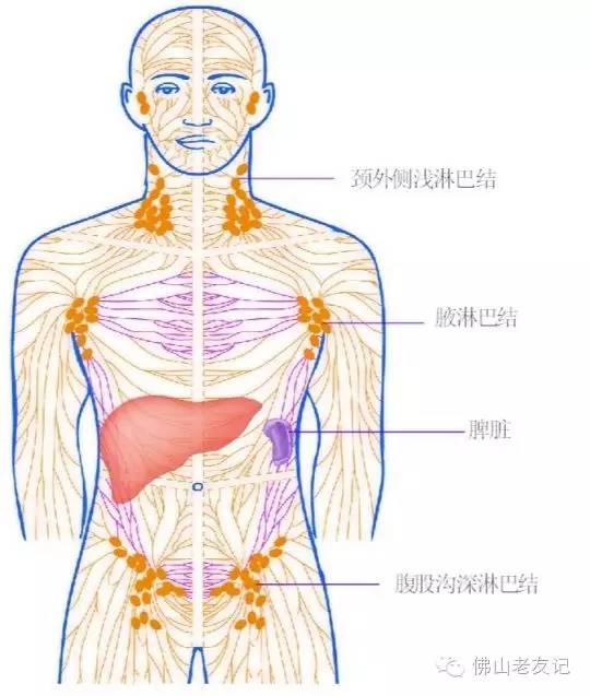 我们人体的淋巴系统是非常巨大的,其中 最能反应我们健康的是颈部淋巴