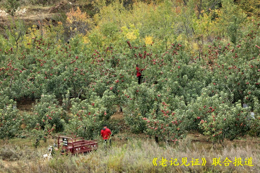 其实,在当地都知道这里的苹果是当地一大特产, 只要进入秋季就有城里