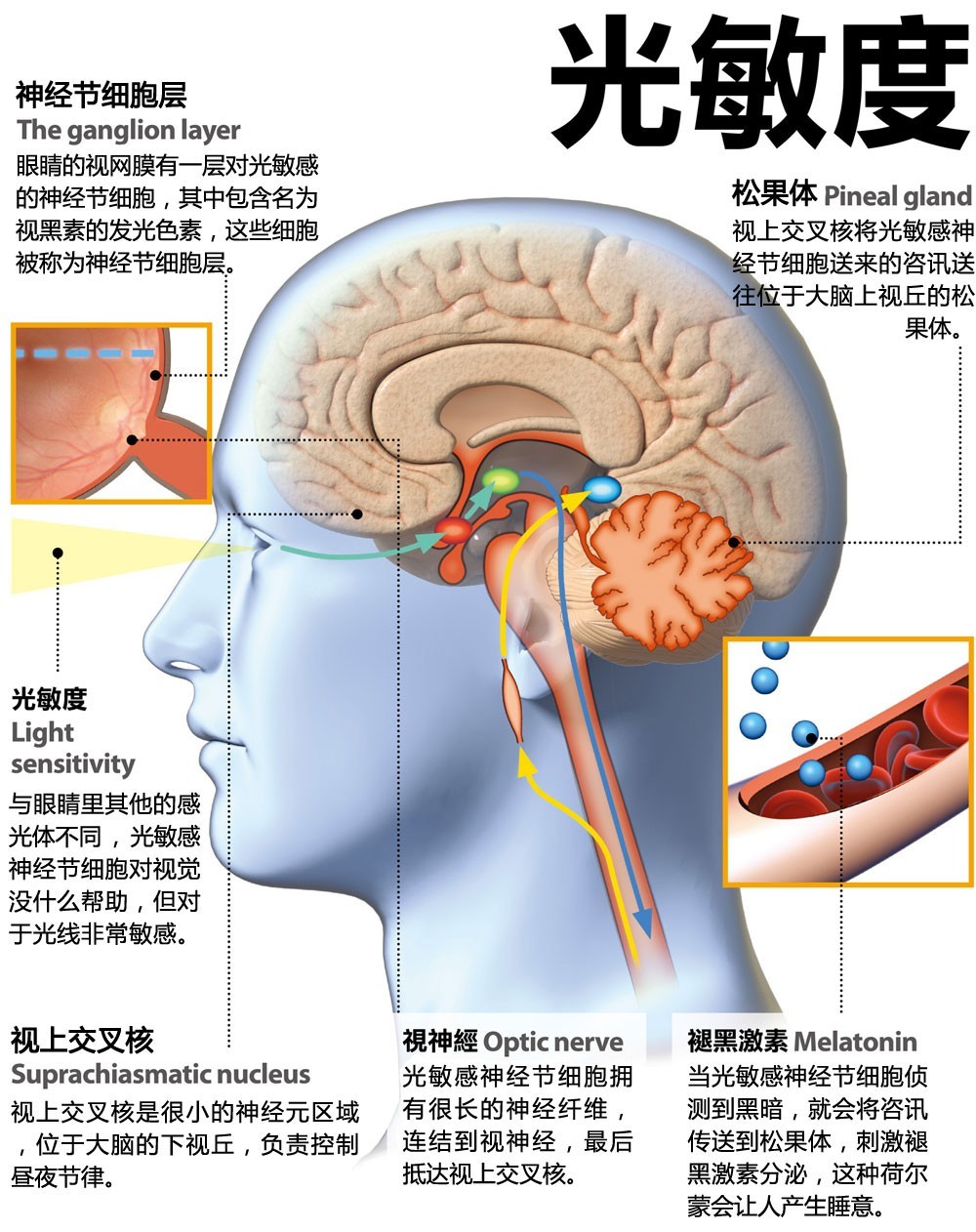 正文  一句话图解:  光线射进你的眼睛,经过一系列运输,抵达松果体