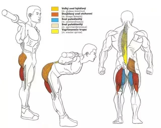 全身肌肉训练动作示意图,你值得收藏!