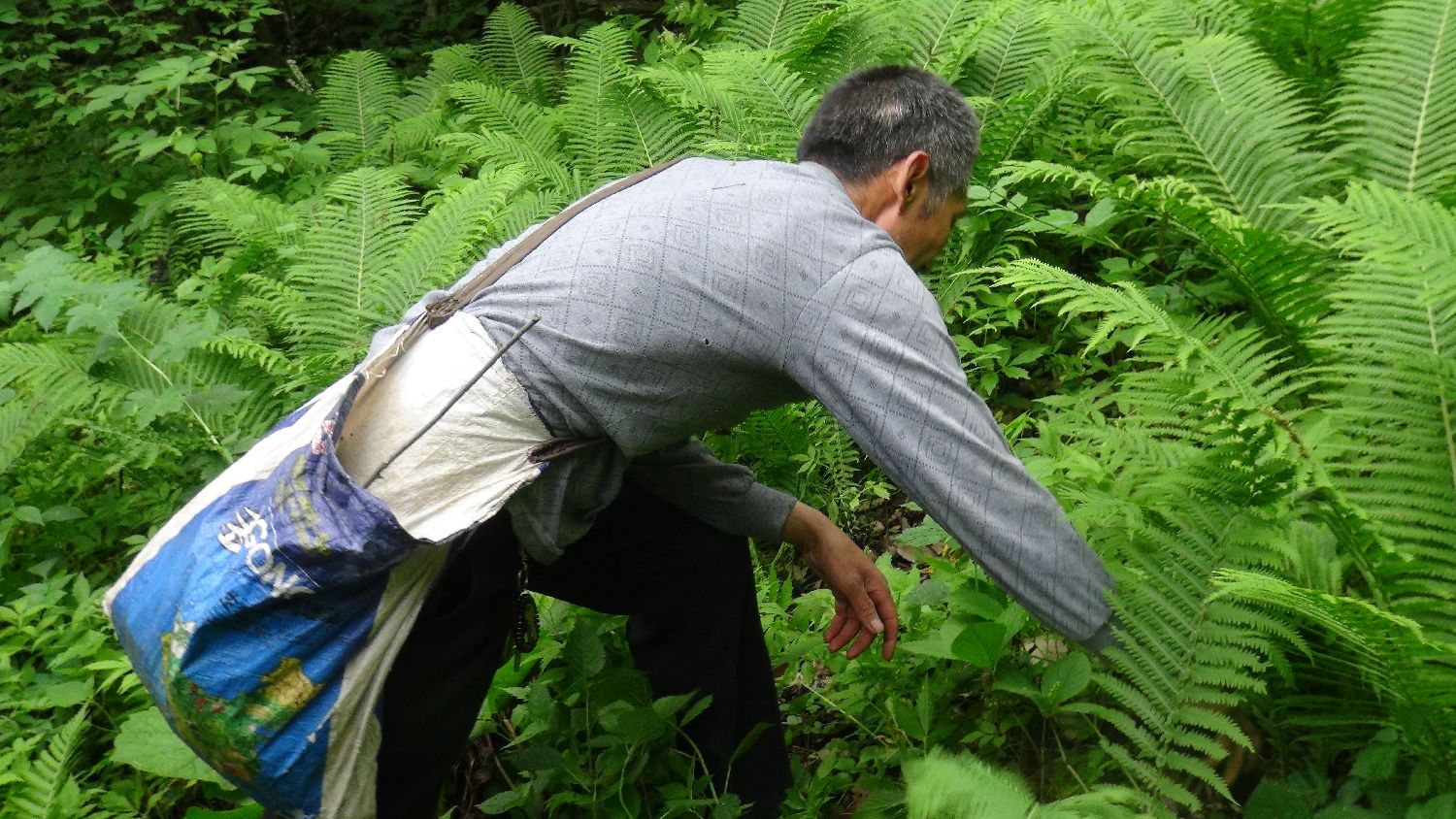 鸡冠山下采药人:挖百草,遇百禽,见庙磕响头