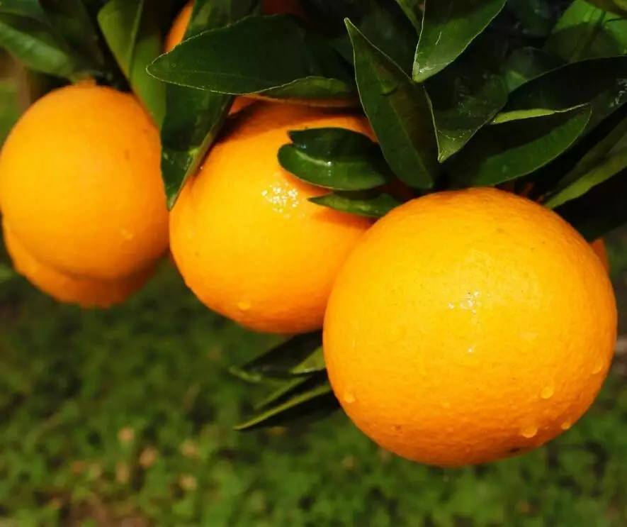 你见过三色柠檬吗?重庆秋季水果采摘全攻略