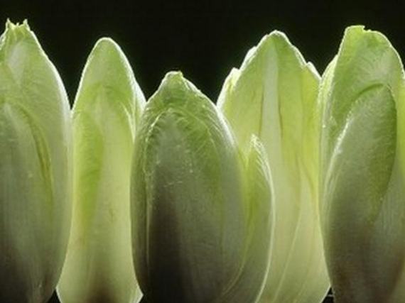 菊苣(chicory )是菊科(compositae)菊苣属中的多年生草本植物,是以