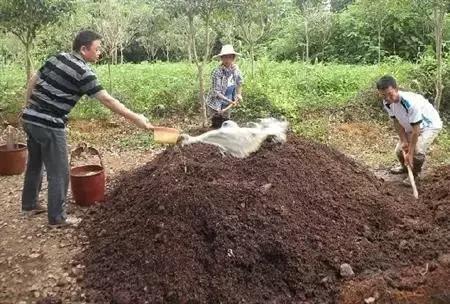 鸡舍里的鸡粪,这样处理最好!