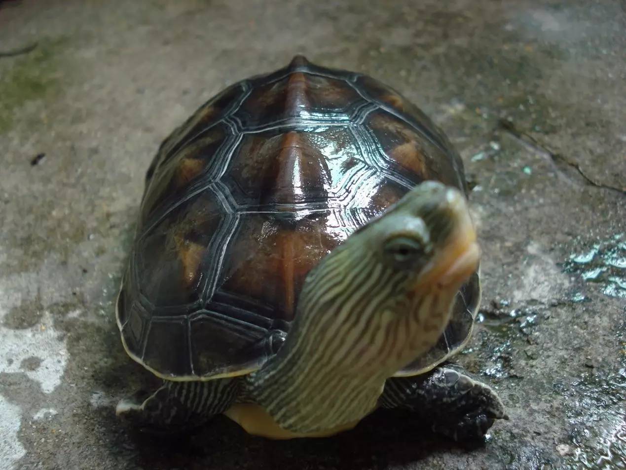 巴西龟龟苗如何饲养？