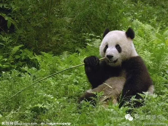 熊猫为什么称为熊猫