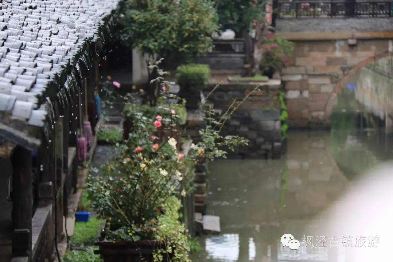 【烟雨江南】醉美不过枫泾的雨