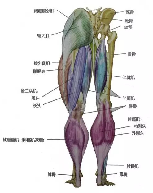 健康 正文  错误的跑步姿势,会造成足底筋膜炎,膝盖,小腿,大腿,臀大肌