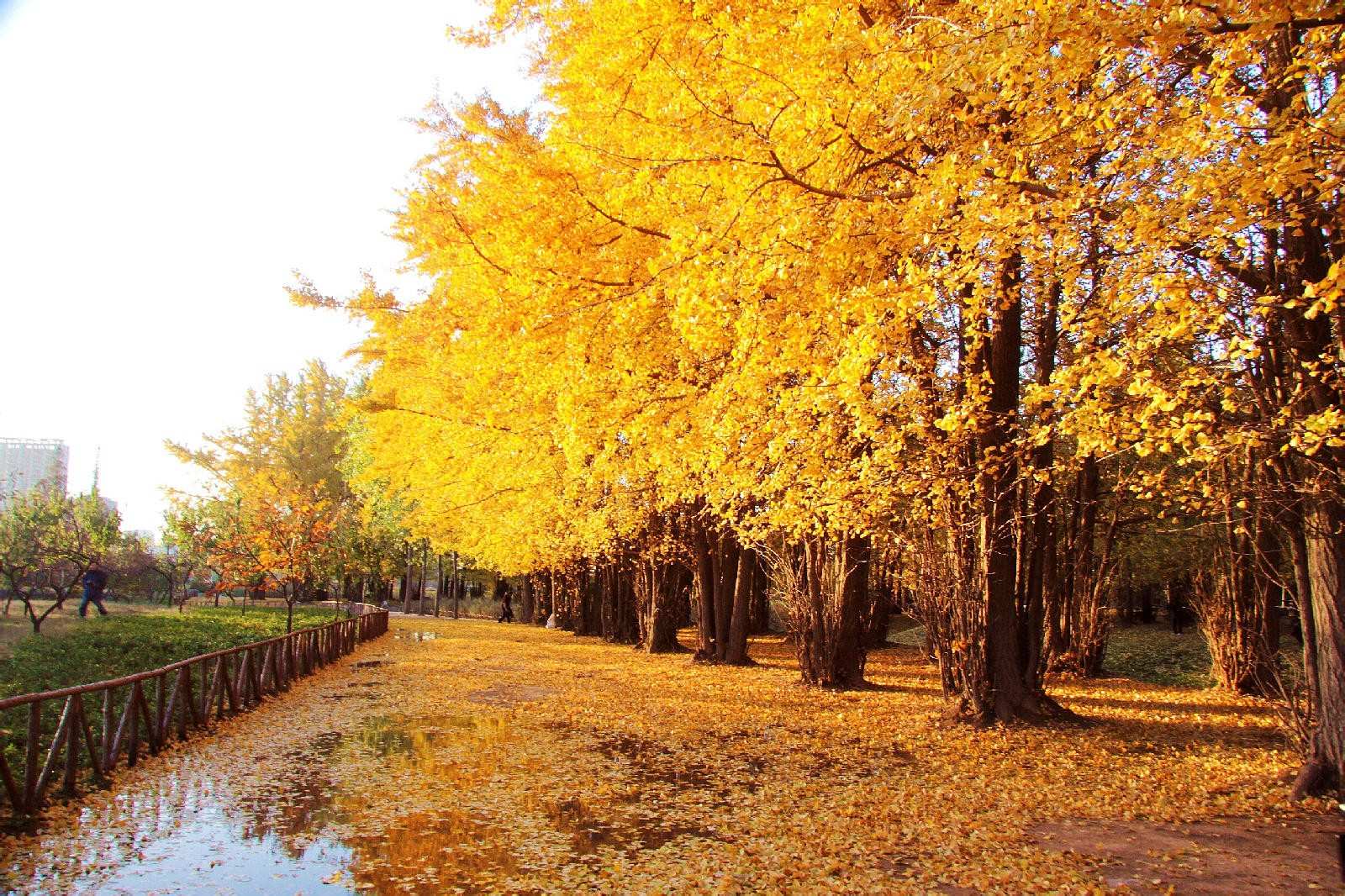 【深秋的银杏树摄影图片】西安汉阳陵生态摄影_西安老吴_太平洋电脑网摄影部落