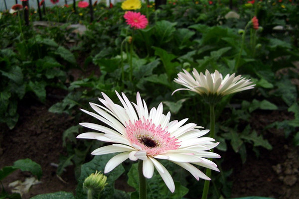 非洲菊怎么搭_非洲菊图片