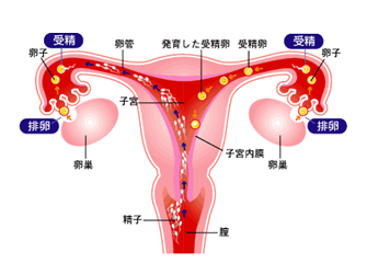 输卵管堵塞在检查过程中要注意什么