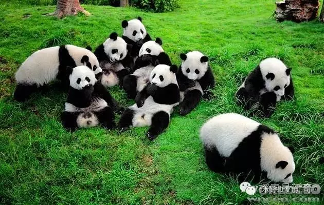 熊猫为什么称为熊猫