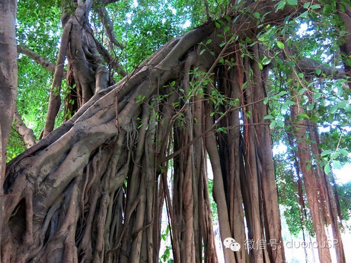 气根是指暴露于空气中的根;尤指一种生长在附生植物和与土壤不接触的