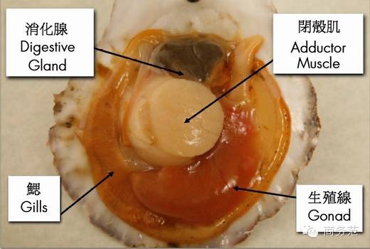 史上最全蛤蛏蚶蚌蚬生蚝海瓜子鉴定大连人必读