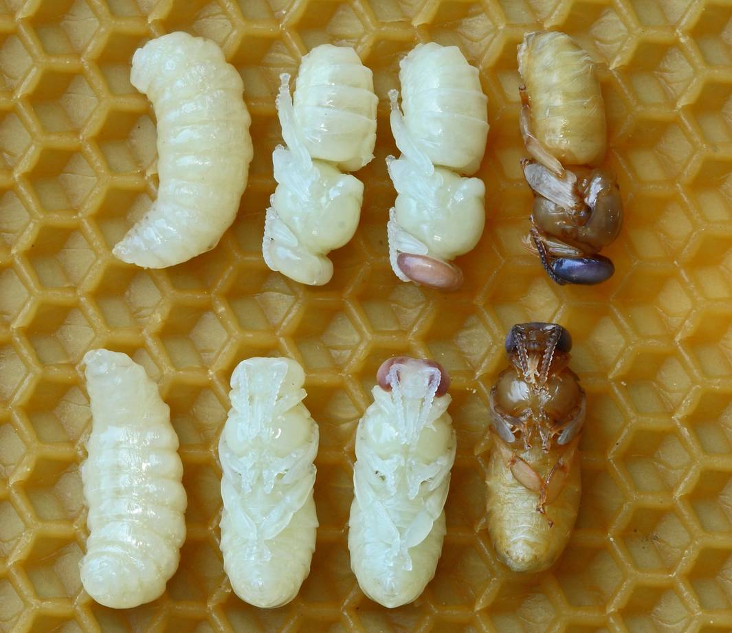 ギャラリー：驚き！電子顕微鏡で見た昆虫、寄生虫 写真18点 | ナショナルジオグラフィック日本版サイト