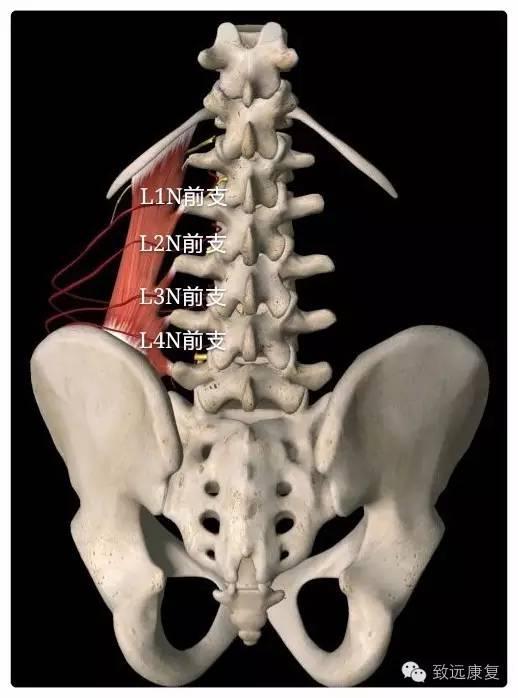 髂腰纤维——走形在髂骨至腰椎的横突,呈斜形状附着于髂骨嵴上缘,斜