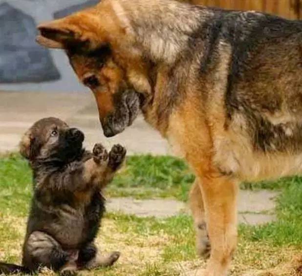 宠物 正文  警犬在小时候就得经过非常严格的训练,然而小狗一定有顽皮
