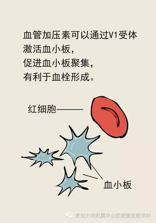 血管加压素到底有些什么用