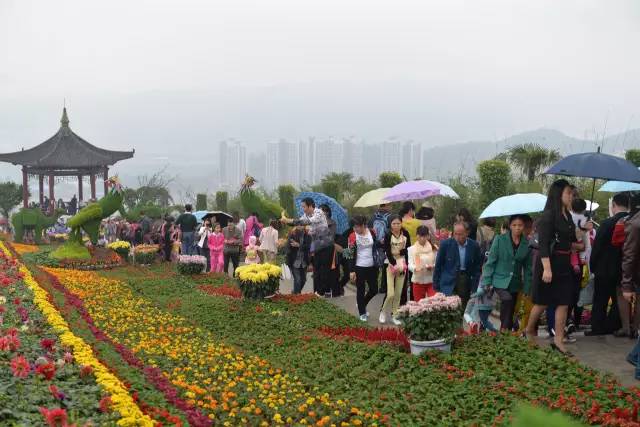 龙头山万朵菊强势来袭!附公交,农家乐攻略!