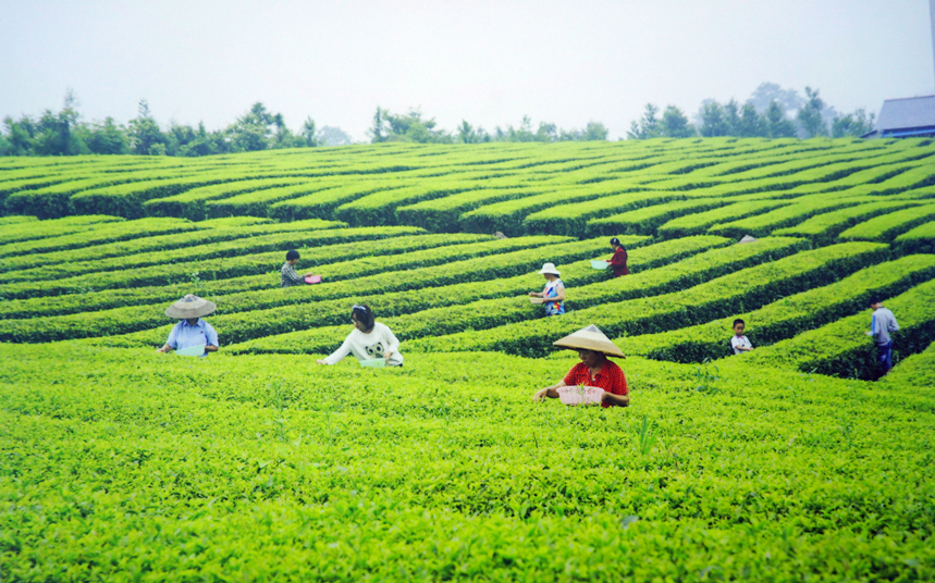 茶园春色 摄影:萧时玉