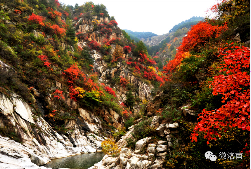 美丽洛南之秋到瓮沟红叶满山惹人醉