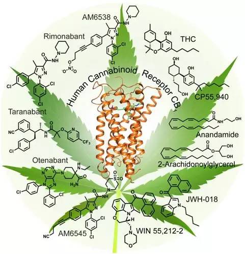 cell:上海科技大学刘志杰团队等解析出大麻素1型受体三维结构