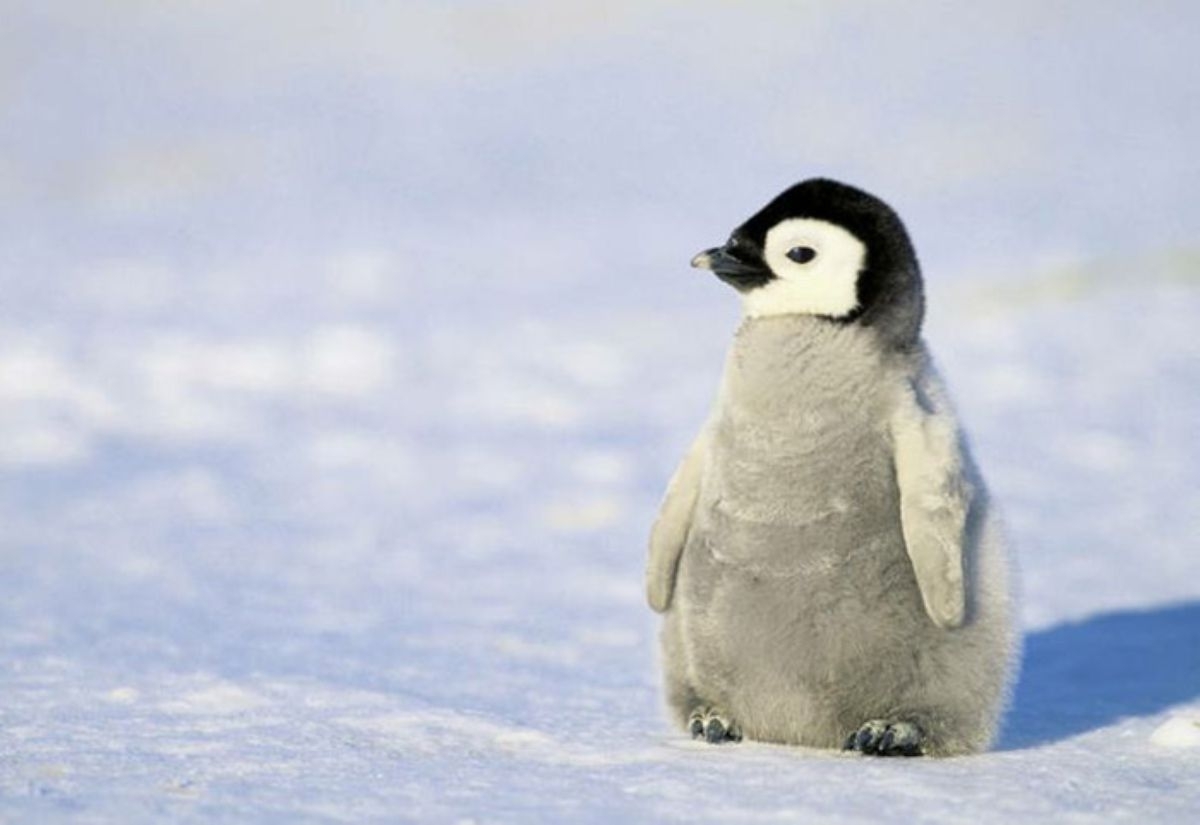 换毛季--企鹅们好尴尬!