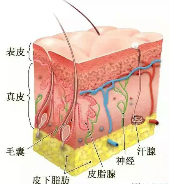 真皮层分为