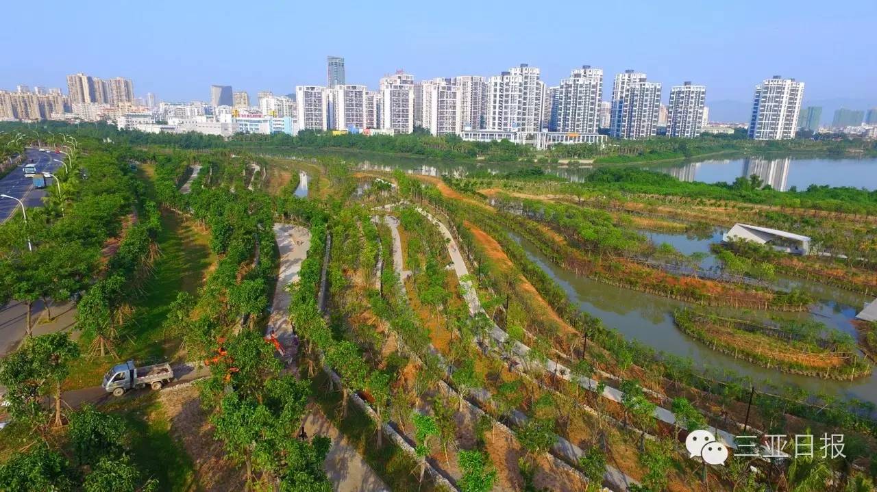 高空俯视红树林生态公园,树木林立,生态环境宜人.