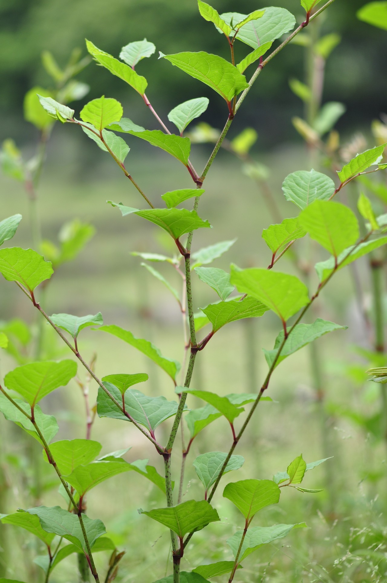 【神农本草--常见药用植物赏析】虎耳草&虎杖&活血丹&