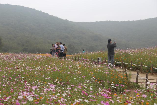 绝美花海绽放无锡灵山小镇拈花湾