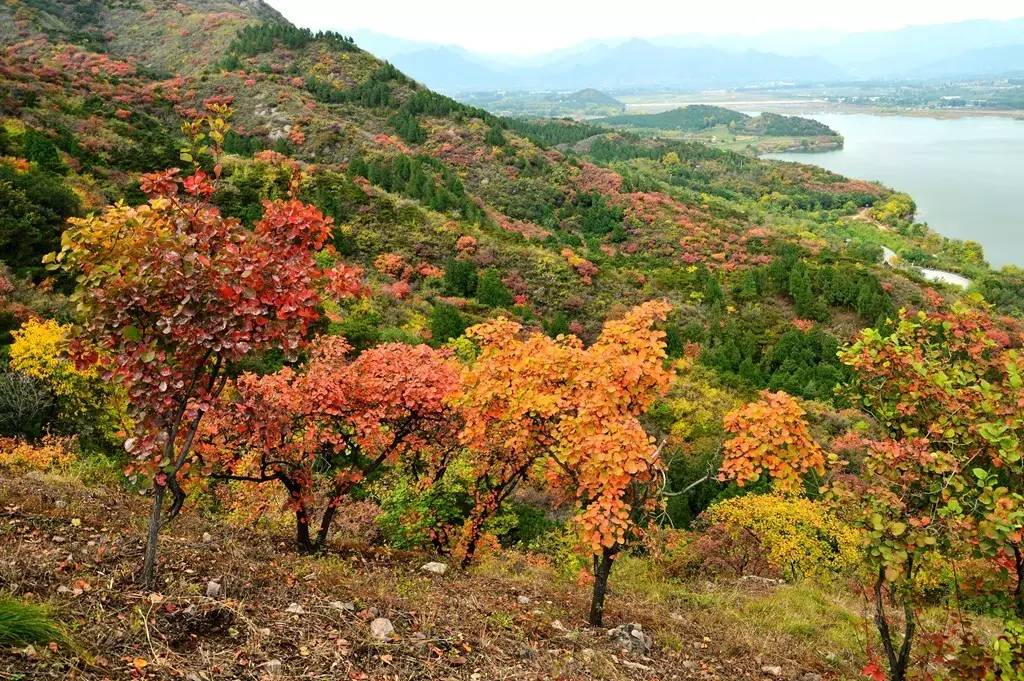 昌平秋北山红叶