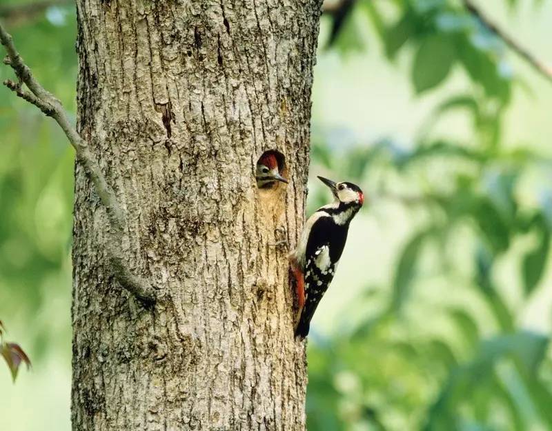 遇见新词汇:树洞帖 tree hole post