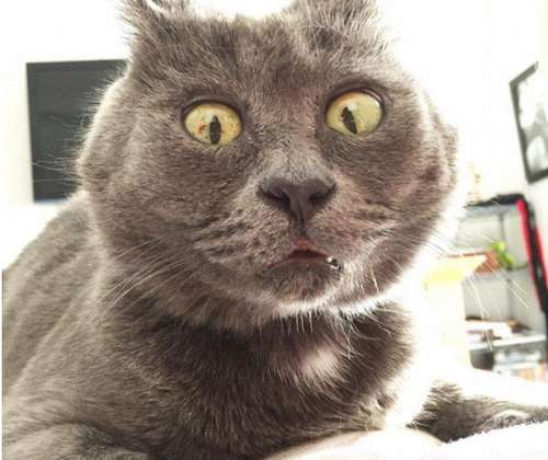 为什么猫总是吐着一点舌头?猫老爱吐舌头怎么
