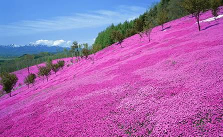 北海道的春天,简直是东方的provence